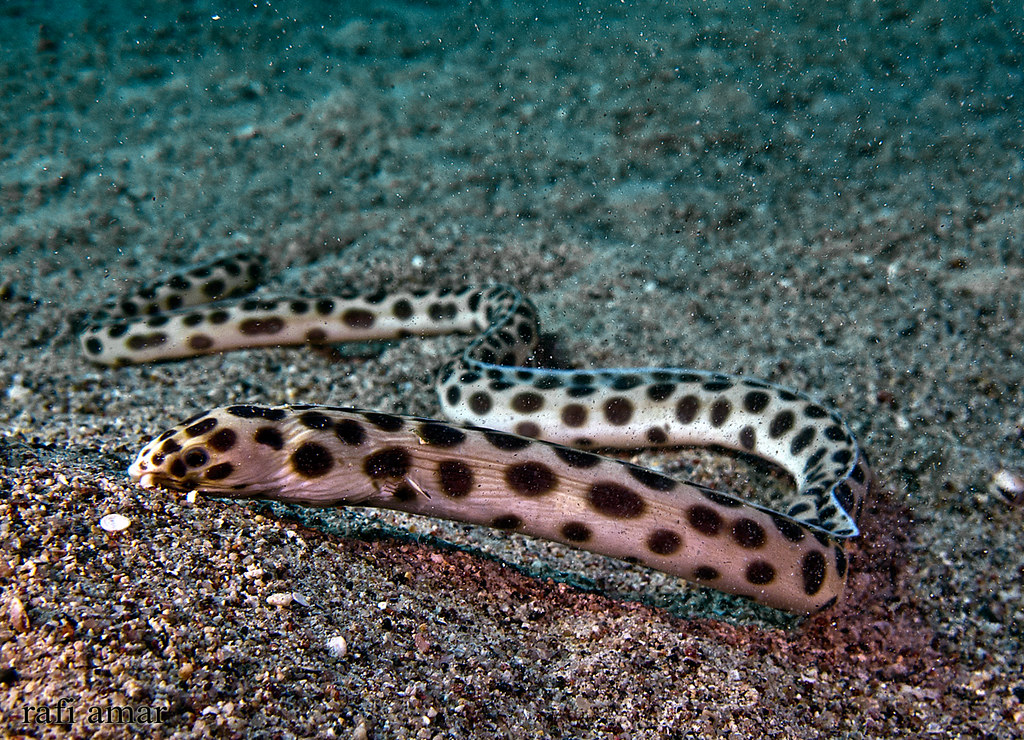 Spotted Snake Eel - Myrichthys maculosus