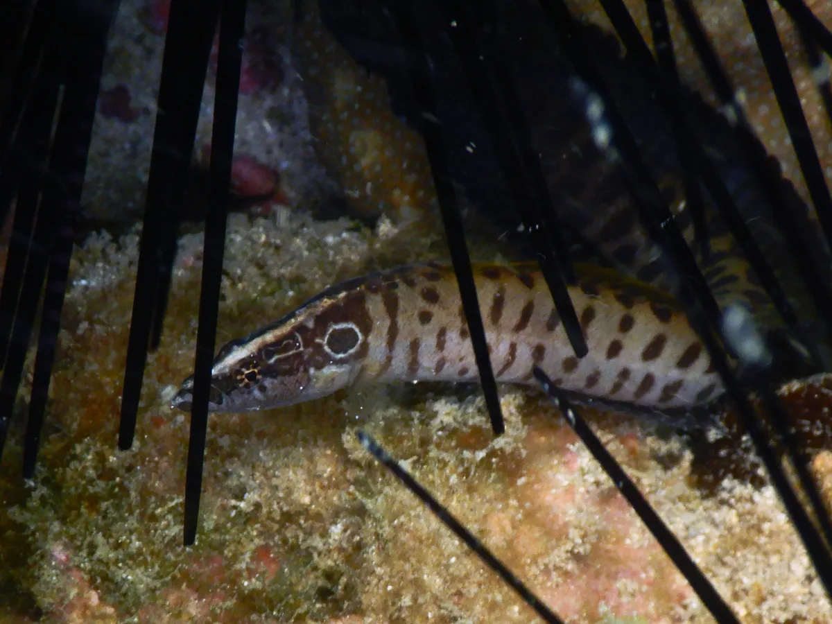 Haliophis guttatus - Lungalunga, KE-KW, KE