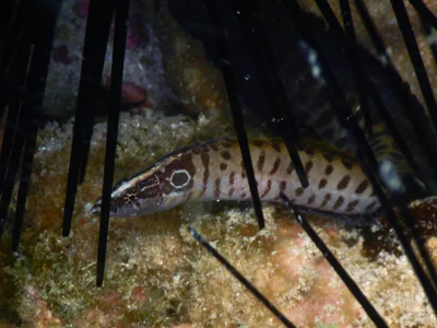 Haliophis guttatus - Lungalunga, KE-KW, KE