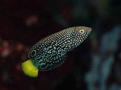 Spotted Wrasse - Juvenile