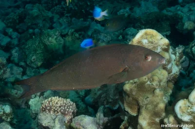 Spotted Wrasse