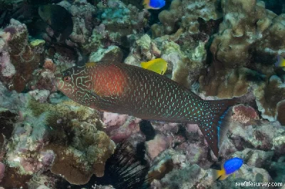 Spotted Wrasse