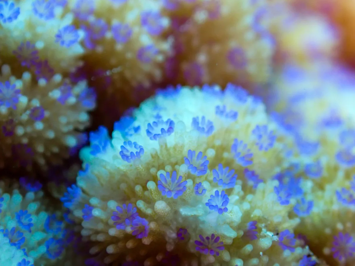 Spreading Rice Coral