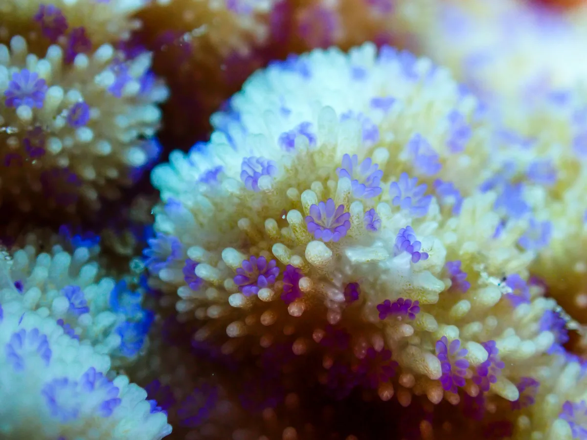 Spreading Rice Coral