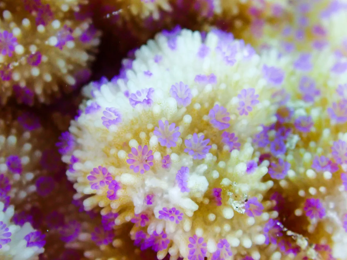 Spreading Rice Coral