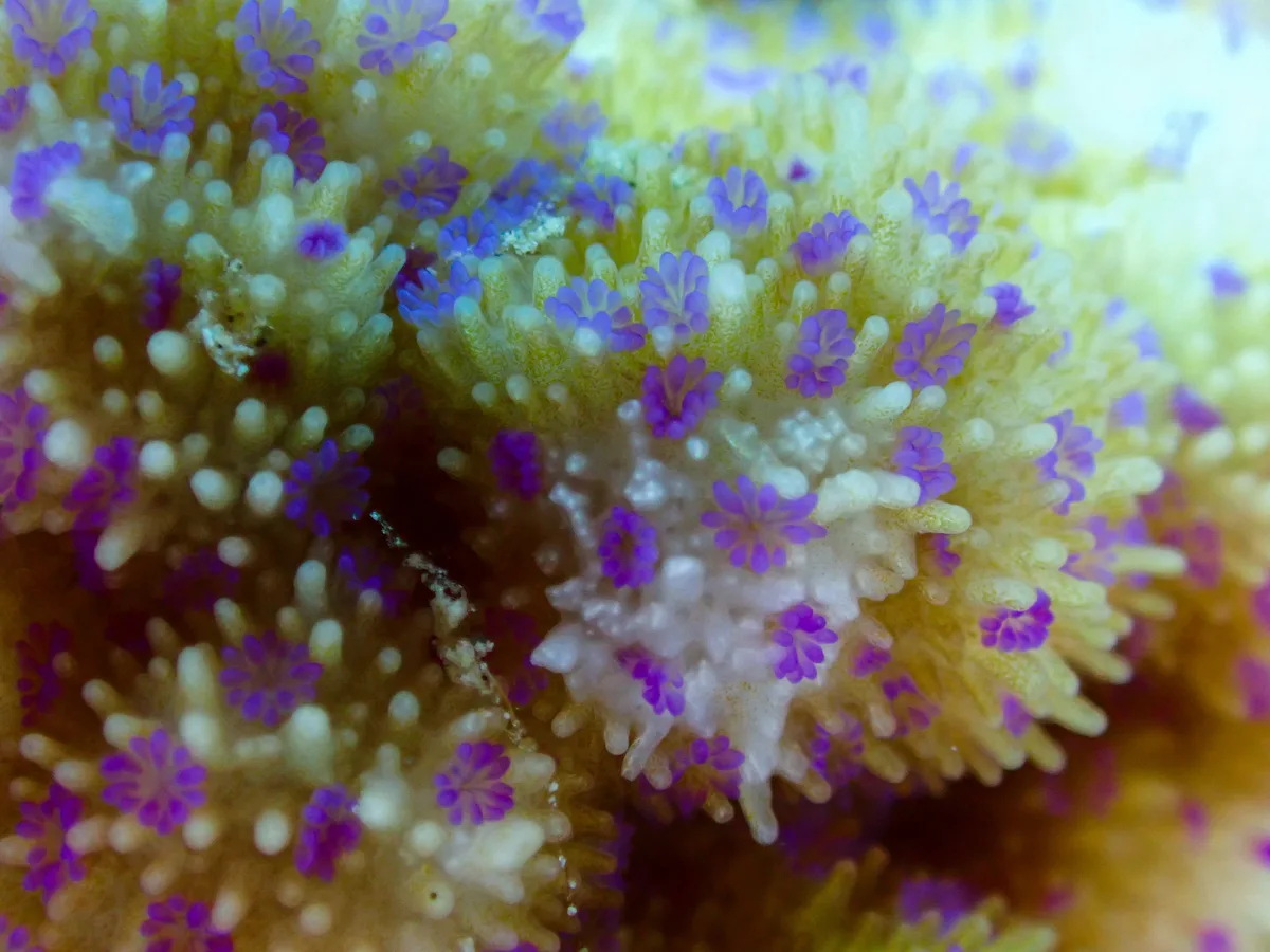 Spreading Rice Coral