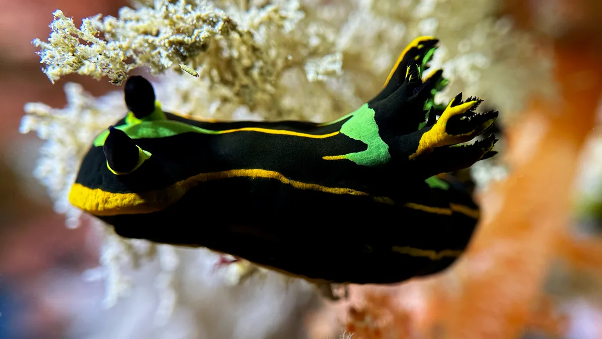 Tambja affinis