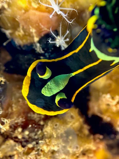 Tambja affinis