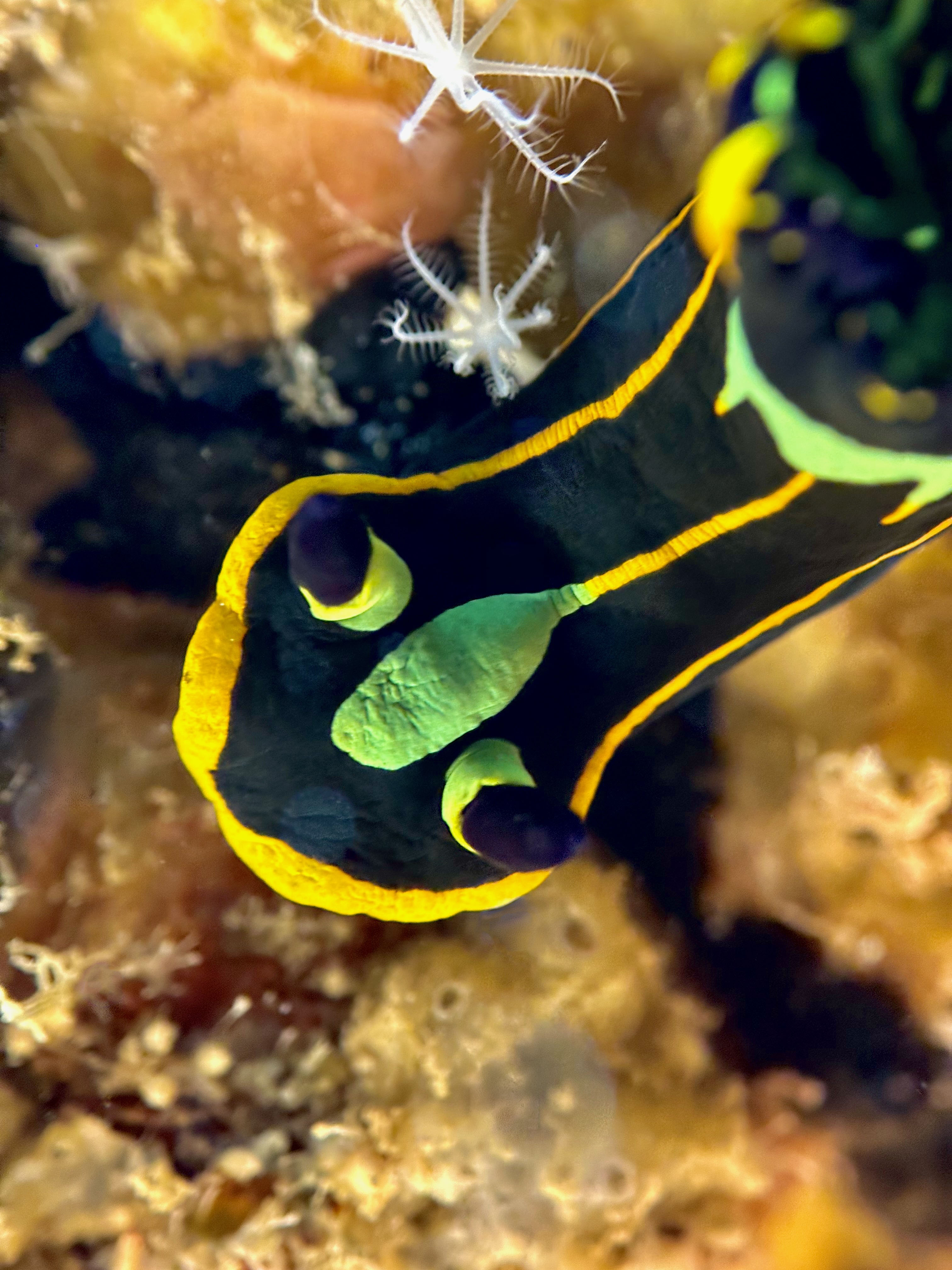 Tambja affinis