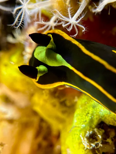 Tambja affinis