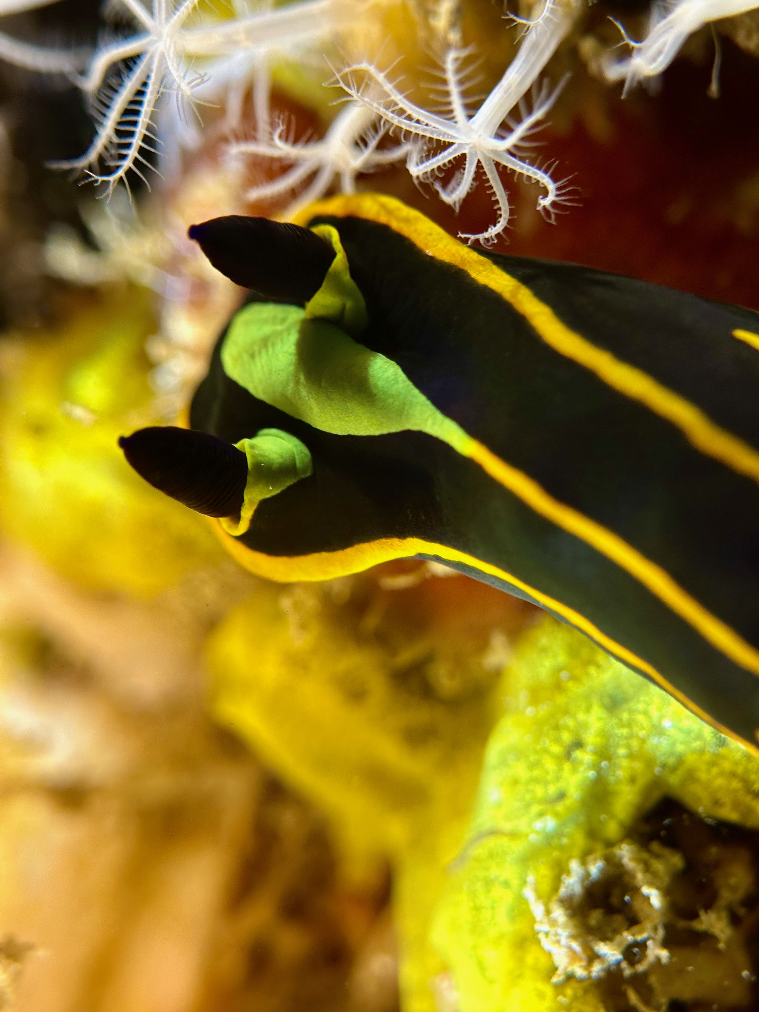 Tambja affinis