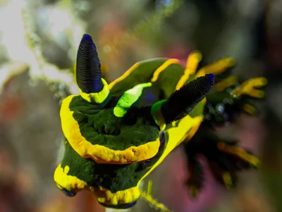 Springbok Wrinkle Dorid