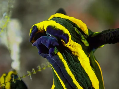 Springbok Wrinkle Dorid