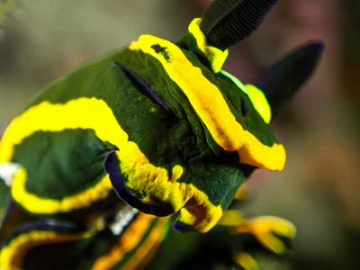 Springbok Wrinkle Dorid