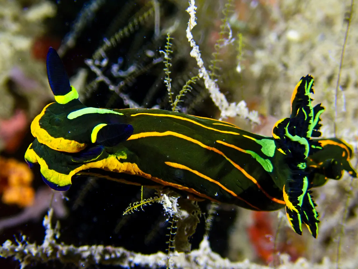 Springbok Wrinkle Dorid