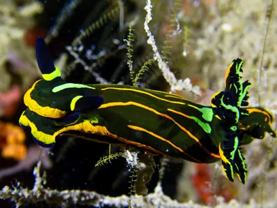 Springbok Wrinkle Dorid