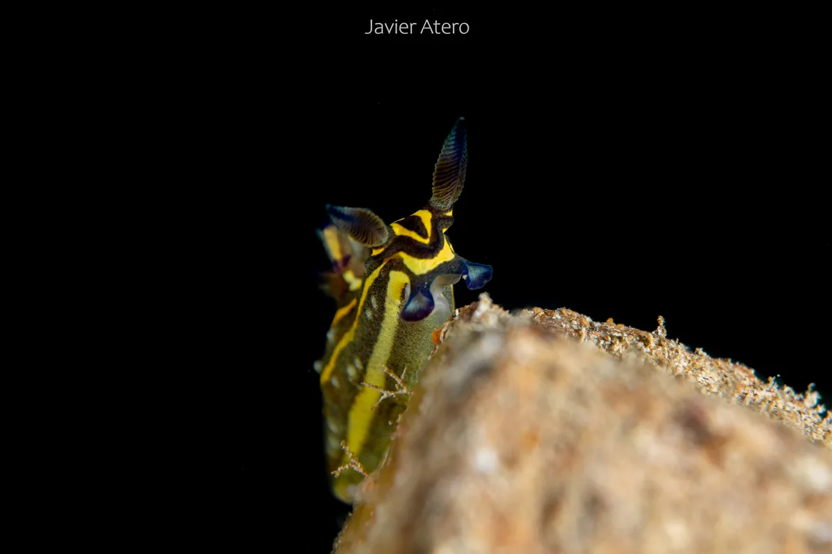 Tambja affinis