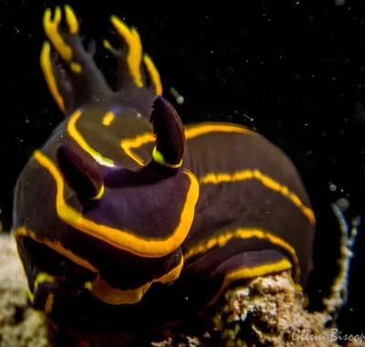 Tambja affinis