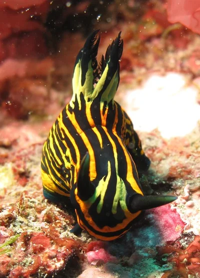 鬥牛_Tambja affinis