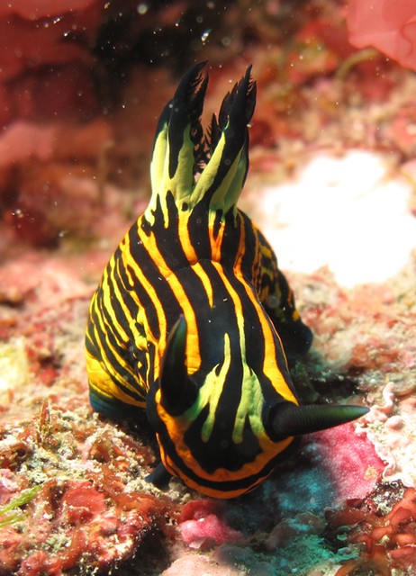 鬥牛_Tambja affinis