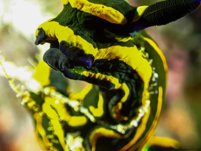 Springbok Wrinkle Dorid