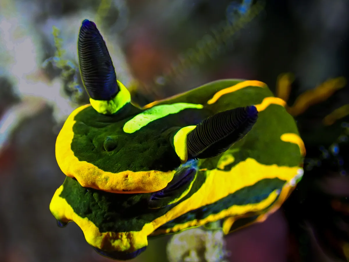 Springbok Wrinkle Dorid