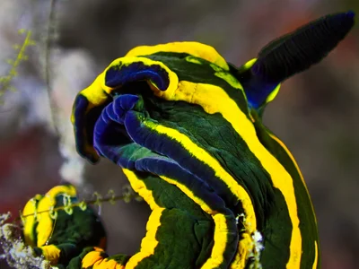 Springbok Wrinkle Dorid