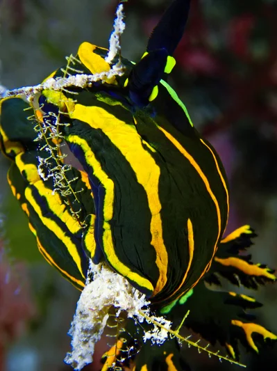 Springbok Wrinkle Dorid