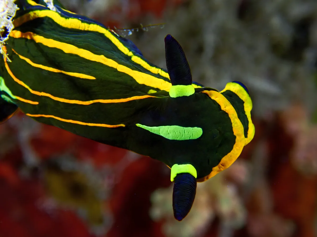 Springbok Wrinkle Dorid