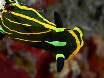 Springbok Wrinkle Dorid