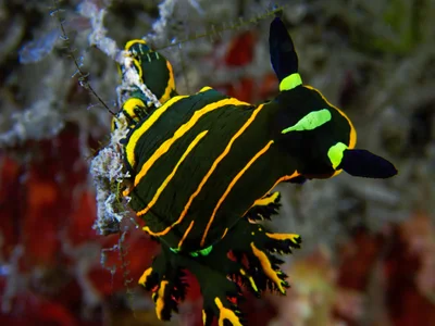 Springbok Wrinkle Dorid