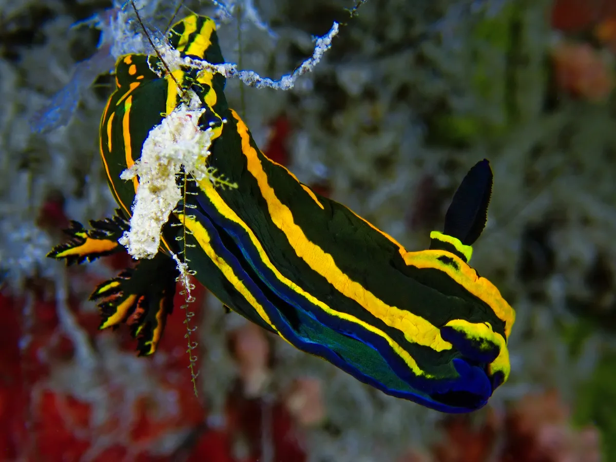 Springbok Wrinkle Dorid