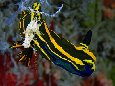Springbok Wrinkle Dorid