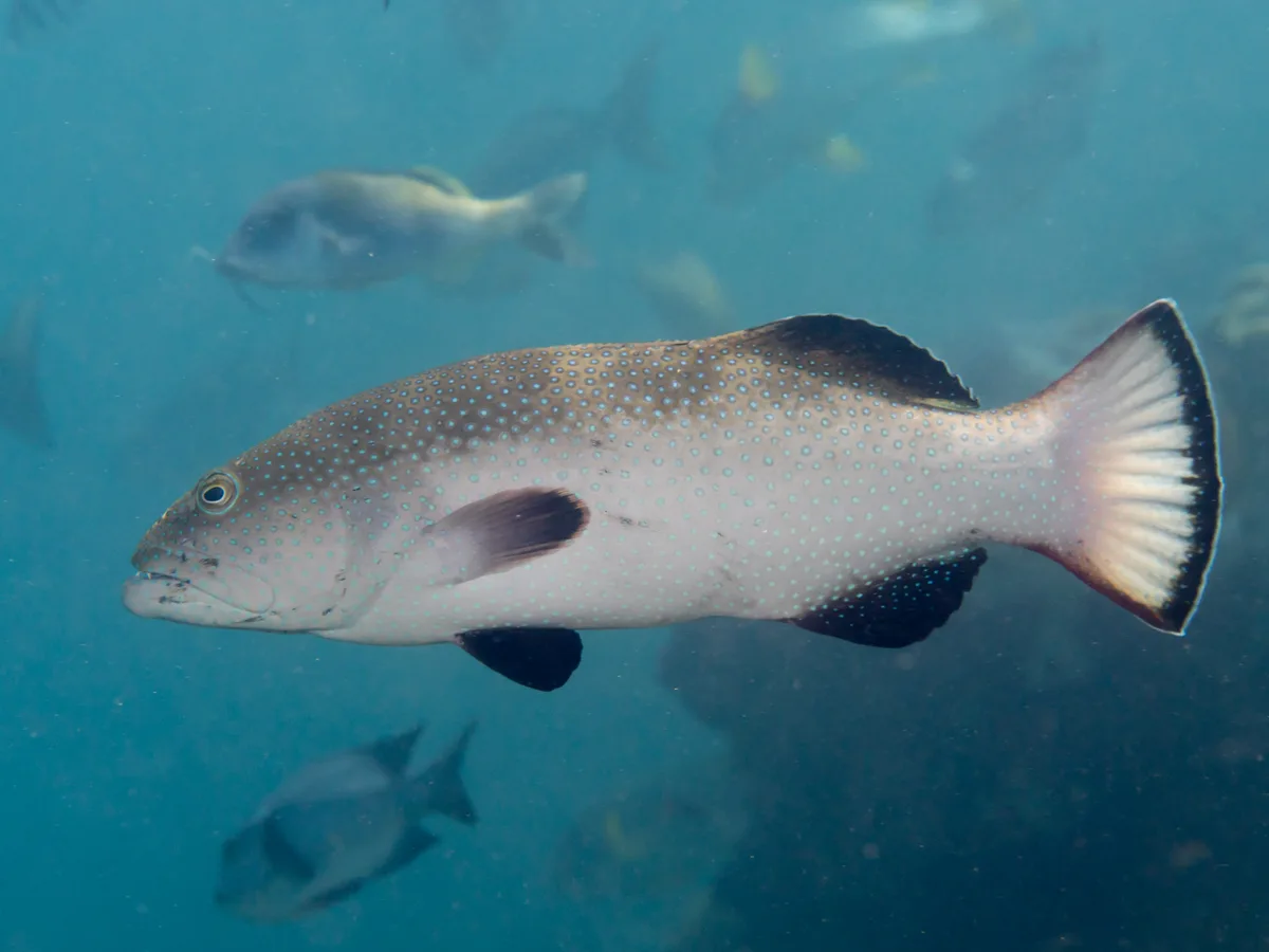 Squaretail Coralgrouper