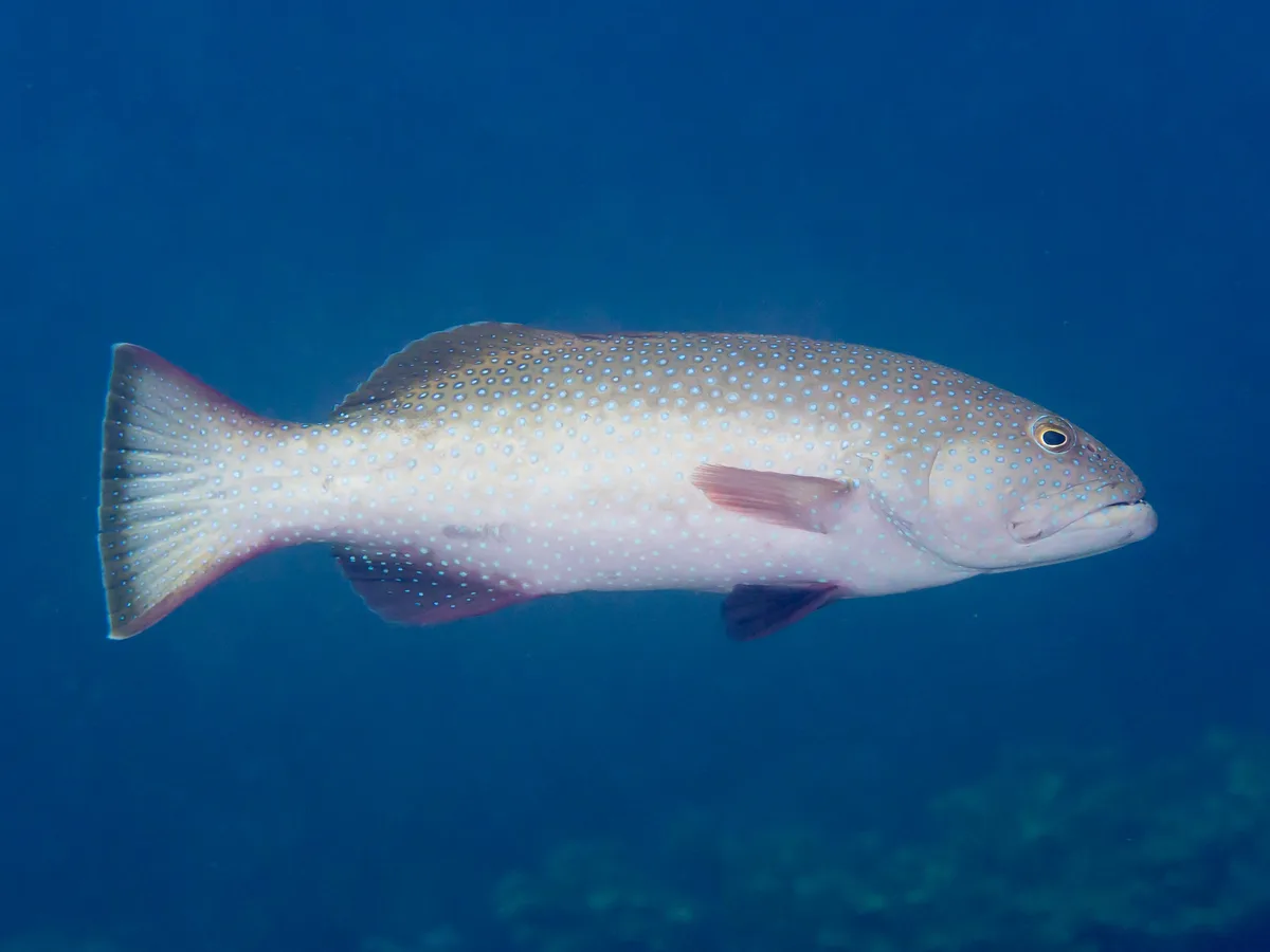 Squaretail coral grouper (Plectropomus areolatus)