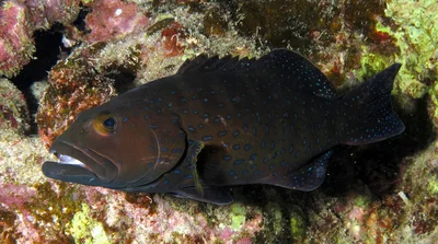 I am guessing this is a Squaretailed Grouper, Plectropomus areolatus - but it could also be another Plectropomus. They look so alike. Any help appreciated.