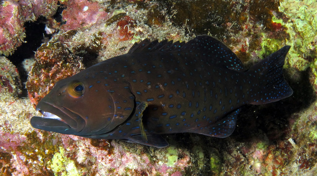 I am guessing this is a Squaretailed Grouper, Plectropomus areolatus - but it could also be another Plectropomus. They look so alike. Any help appreciated.