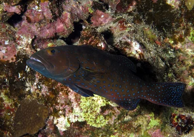 I am guessing this is a Squaretailed Grouper, Plectropomus areolatus - but it could also be another Plectropomus. They look so alike. Any help appreciated.
