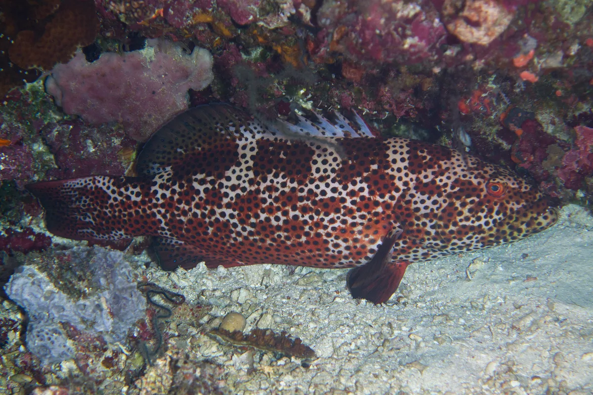 Plectropomus areolatus - Maluku Tenggara Barat, ID-MA, ID