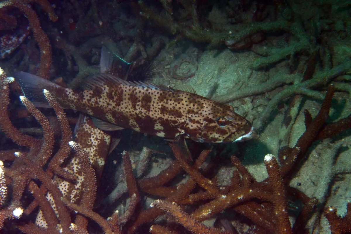 Plectropomus areolatus - Thailand