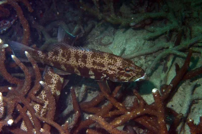 Plectropomus areolatus - Thailand