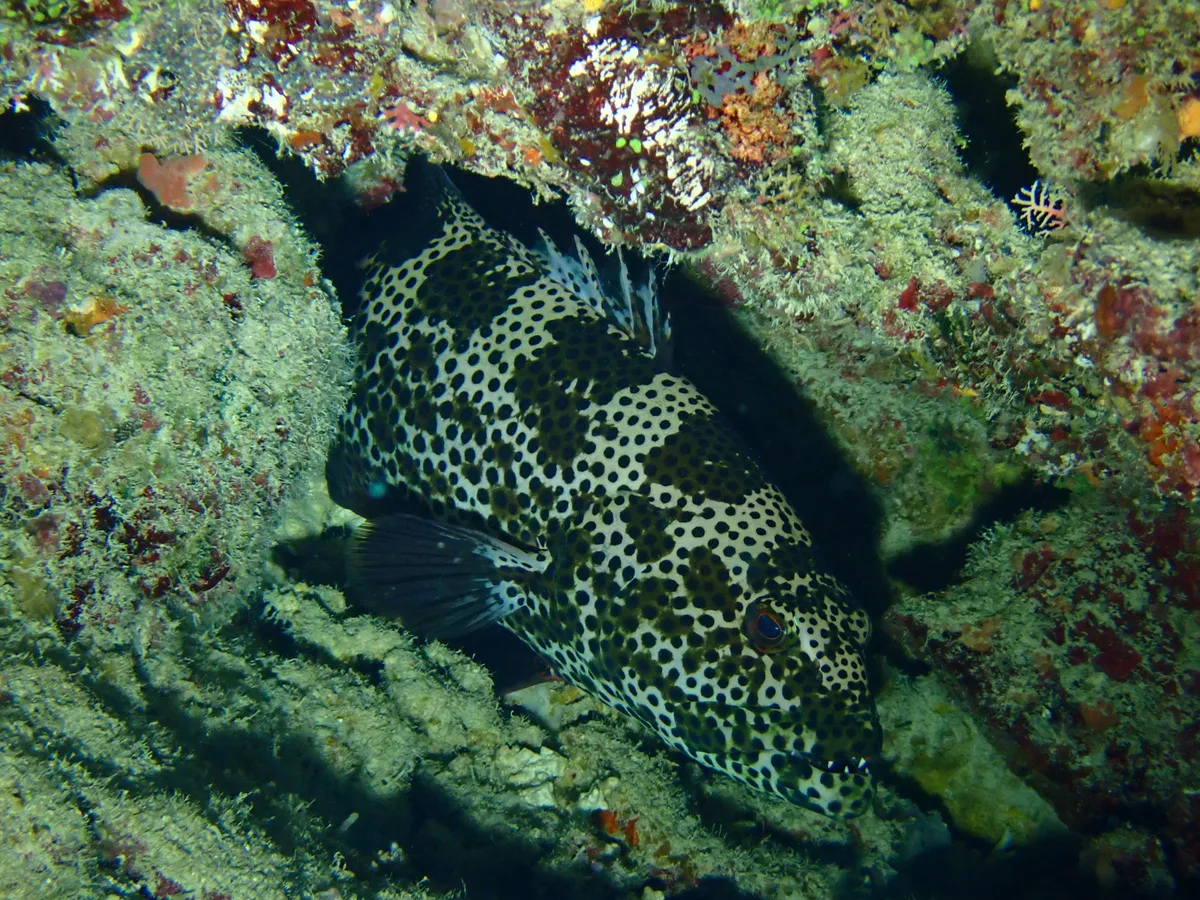 Plectropomus areolatus - Northern, FJ
