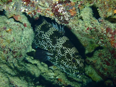 Plectropomus areolatus - Northern, FJ