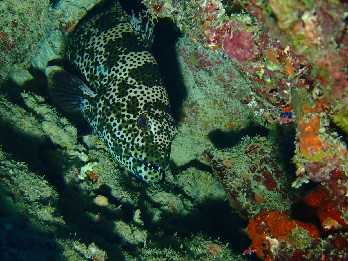 Plectropomus areolatus - Northern, FJ