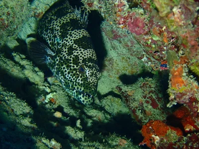 Plectropomus areolatus - Northern, FJ