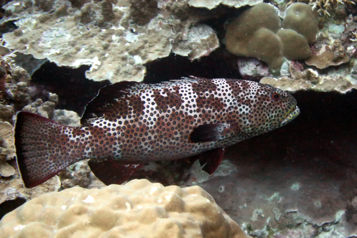 Plectropomus areolatus - Palau