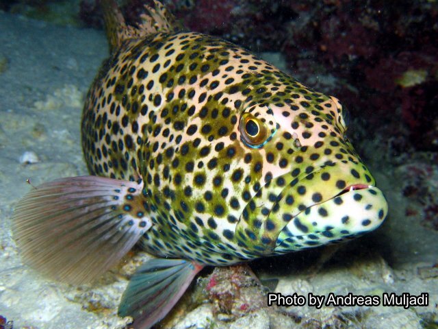 Plectropomus areolatus - Sulawesi Tenggara, ID