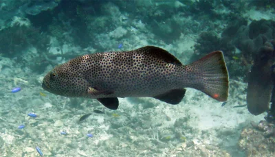 Plectropomus areolatus - Raja Ampat, ID-IB, ID