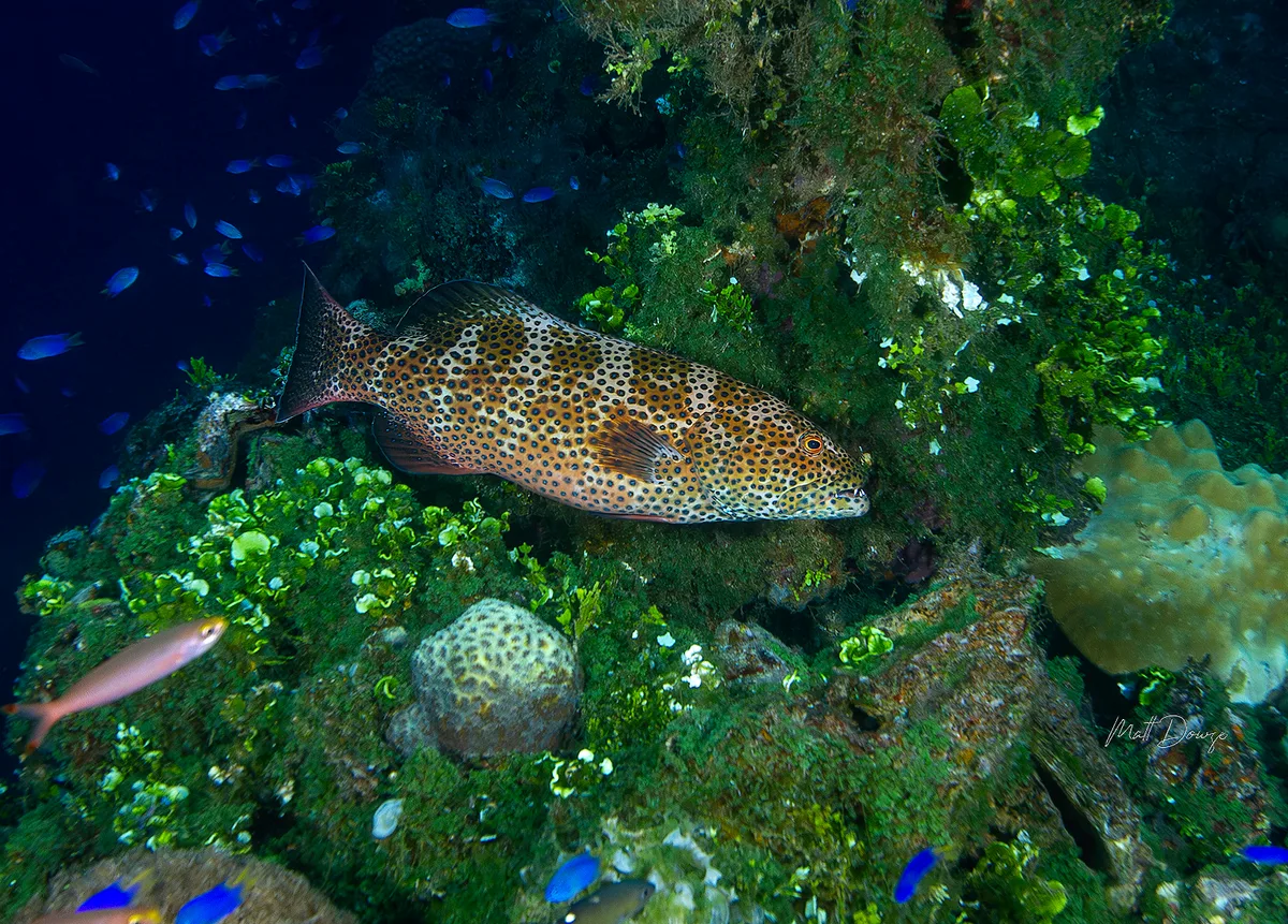 Plectropomus areolatus - Chuuk, FM