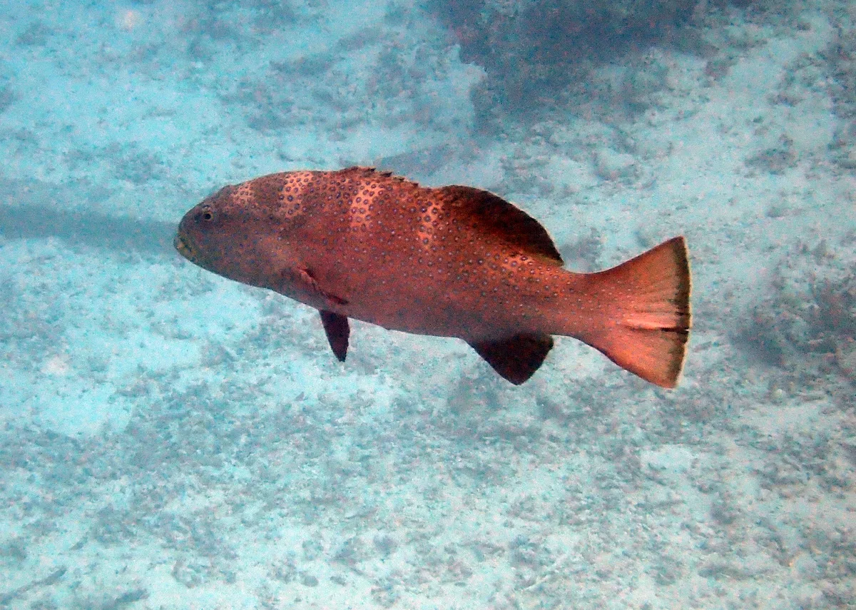 Plectropomus areolatus - Maldives